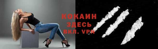 стаф Горняк