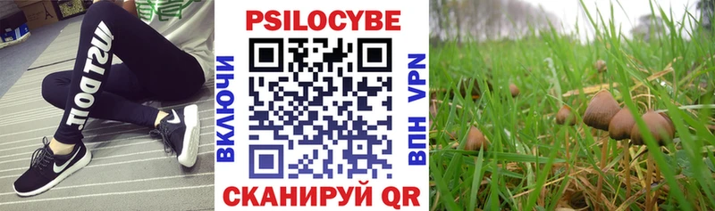 Купить  Красный Кут  Галлюциногенные грибы Cubensis 